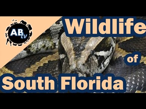 YouTube reptile video