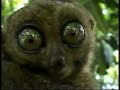 the-dramatic-look-by-a-lemur-very-scary.html