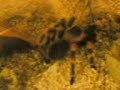 kevin the turantula