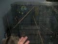 Sugar Glider, gliding.