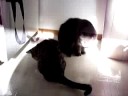 Jynx's Trick