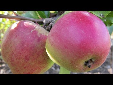 How to Plant a Fruit Tree - Essential Steps