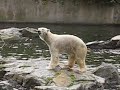 Polar Bear Feeding at Berlin Zoo with Thomas D�rflein, May 17, 2008