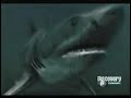 Animal Face Off - Shark vs. Croc Animal Face Off - Shark vs. Croc