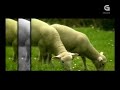 luar na lubre   terra    axuda urxente para o curel !