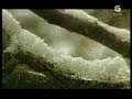 Luar Na Lubre - Terra -  AXUDA URXENTE PARA O C@UREL !