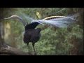 Amazing! Bird sounds from the liar bird - David Sproutenborough - SBS wildlife