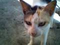 videos de hungry noisy meowing cat.3gp
