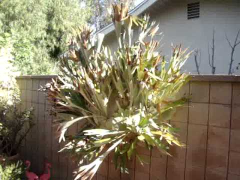 how to transplant staghorn fern