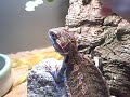 Bearded Dragon Eating Clover Bearded Dragon Eating Clover