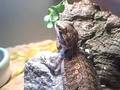 Bearded Dragon Eating Clover