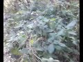 Perugia: X -files i want to believe.The witches' forest