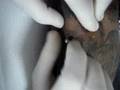 Estranhos Tattoo Clinic - Paty Borboleta