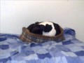 My Staffy's Alfie and Tia.wmv