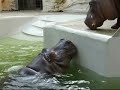 Hippopotamus-1  All You Need Is Love