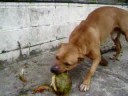 Pitbbul come côco 2 Pitbbul come côco 2