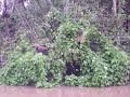monos en el amazonas