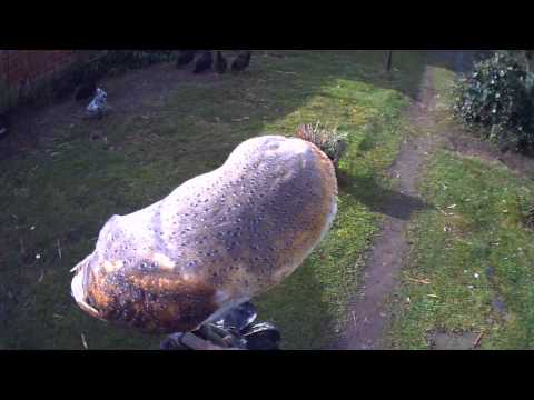 owl - Copyright Johan Daelemans 09-04-2013 Hey everyone this is my second barn owl training video :) i hope you like it. please questions and comments below! Thank...