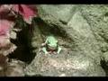 videos de Dumpy Tree Frog Sloughing