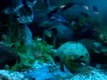 RL Swordtail & Tetras Fish