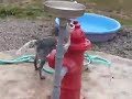 ACD Australian Cattle Dog Puppy - Enzo! ACD Australian Cattle Dog Puppy - Enzo!