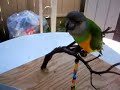 Bubba eating ice