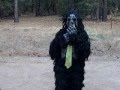 videos de gorilla