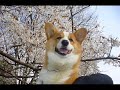 Goro@Welsh corgi pembroke and flowers Goro@Welsh corgi pembroke and flowers