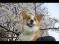 Goro@Welsh corgi pembroke and flowers