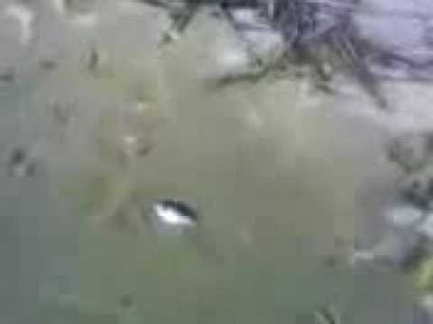 VIDEO SIRENA LAGO MARACAIBO video sirena lago maracaibo: