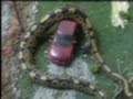 Giant Python In Indiana