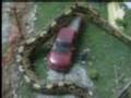 Giant-Python-In-Indi