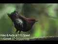 Male club-winged manakins vibrate their wings to create violin-like sounds to impress females, a new study says. Video Courtesy Cornell Lab of Ornithology 
