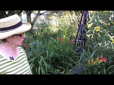 how to fertilize fountain grass