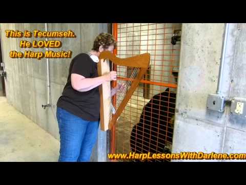 Darlene Walton's Harp Music calms bear at The Red Wolf Sanctuary Darlene Walton's Harp Music calms bear at The Red Wolf Sanctuary