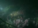 Lobster Diving at Night