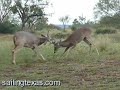 Whitetail deer bucks battling