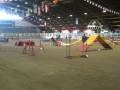 videos de raffy e rocco agility 2 voghera dicembre 2008