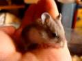 Minihamsterz 6