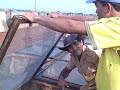 manejo de ovos de Tei�
