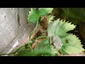 Whites tree Frogs Shedding