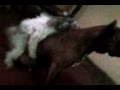 CrUsTy xxx!!!!......ese es mi perro!! ... jajajaja