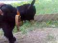 <b>animal</b> cruelty: shaking the baby goat!