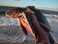 videos de Rescuing Tiny Kemps Ridley.wmv