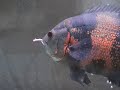 Pez se come un ratón