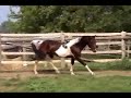 Pinto Saddlebred Stallion Carnival\