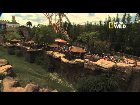 Chris Johnson - NFL stars Chris Johnson and Devin Hester prepare to take on a cheetah in a race. It's all part of Nat Geo WILD's 4th Annual Big Cat week, which kicks off Nov...