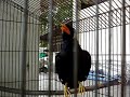 Bird Phuket Travel Agency Amazing Speaks Thai
