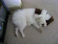 kitty cat bentley?