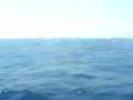 videos de Le Castella Cetaceo 5